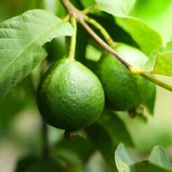 Guava Tree 'Ruby Supreme' -GreenNest Shop GUava tree 3 BB