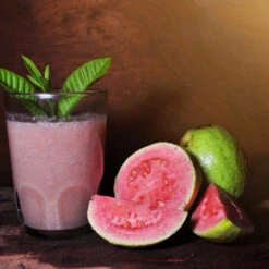 Guava Tree 'Ruby Supreme' -GreenNest Shop GUava tree 6 BB