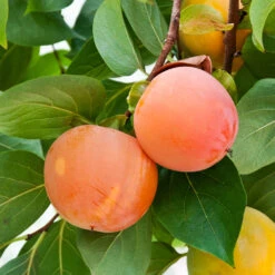 Giant Fuyu Persimmon Tree -GreenNest Shop Giant Persimmon 1