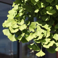 Ginkgo Tree -GreenNest Shop Ginkgo Biloba 5