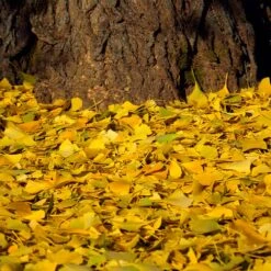 Ginkgo Tree -GreenNest Shop Ginkgo Biloba 7 BB