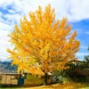 Ginkgo Tree -GreenNest Shop Ginkgo Biloba BB1 600x600 8b931695 4308 4c9e 8a4c 7eefe3a4a53d