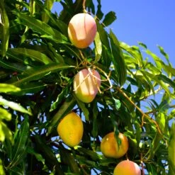 Mango Kit -GreenNest Shop Glenn Mango 6