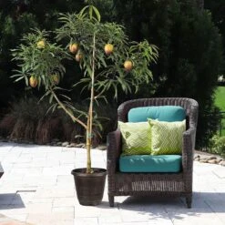 Glenn Mango Tree 14 Glenn Mango Tree -GreenNest Shop Glenn Mango 8 BB