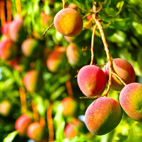 Glenn Mango Tree 3 Glenn Mango Tree