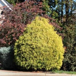 Gold Mop Cypress Tree -GreenNest Shop Gold Mop Cypress 1B BB