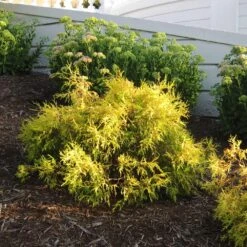 Gold Mop Cypress Tree -GreenNest Shop Gold Mop Cypress 2 BB