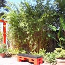 Golden Bamboo Plant 10 Golden Bamboo Plant -GreenNest Shop Golden Bamboo 8 BB