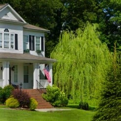 'Golden Curls' Corkscrew Willow Tree -GreenNest Shop Golden Curls Willow 4