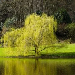 'Golden Curls' Corkscrew Willow Tree -GreenNest Shop Golden Curls Willow 5