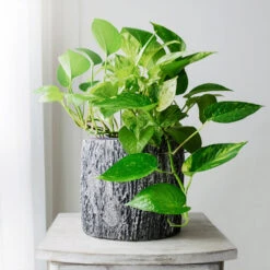 New Apartment House Plant Kit -GreenNest Shop Golden Pothos 1 BB 2f82a55c 1ab7 4456 b428 3383c86afca5