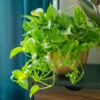 Golden Pothos Plant -GreenNest Shop Golden Pothos 6 BB
