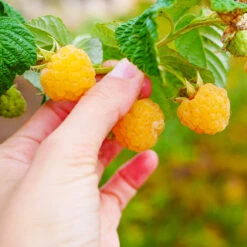 Golden Raspberry Plant -GreenNest Shop Golden Raspberry 1 BB