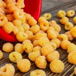 Golden Raspberry Plant -GreenNest Shop Golden Raspberry 6 BB