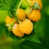 Golden Raspberry Plant -GreenNest Shop Golden Raspberry BB 600x600 ffe5f1de 001d 4f21 be37 4f499e9376fa