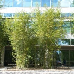 Graceful Bamboo -GreenNest Shop Graceful Bamboo 2