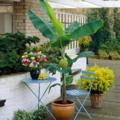 Grand Naine Banana Tree -GreenNest Shop Grand Naine Nain Banana 4
