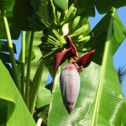 Grand Naine Banana Tree -GreenNest Shop Grand Naine Nain Banana 6
