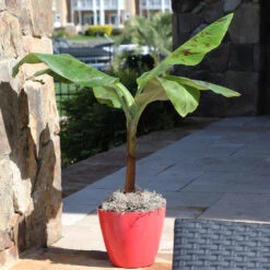 Grand Naine Banana Tree -GreenNest Shop Grand Naine Nain Banana 7 BB