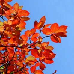 Green Gable Tupelo (Black Gum Tree) -GreenNest Shop Green Gable Gum 8