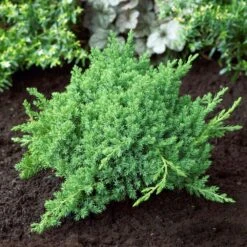 Green Mound Juniper Shrub -GreenNest Shop Green Mound Juniper 4 BB
