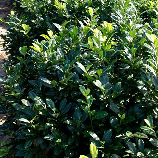 Greenfinity Cherry Laurel 3 Greenfinity Cherry Laurel