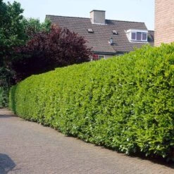 Greenfinity Cherry Laurel 8 Greenfinity Cherry Laurel -GreenNest Shop Greenfinity Laurel 3 FGT