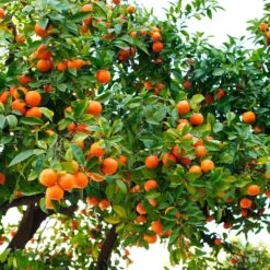 Hamlin Sweet Orange Tree 8 Hamlin Sweet Orange Tree -GreenNest Shop Hamlin Orange 3