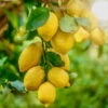 Harvey Lemon Tree -GreenNest Shop Harvey Lemon 600x600 464c2d91 ef0a 465c afc0 b8734f76e559