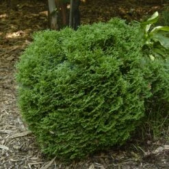 Hetz Midget Arborvitae Shrub -GreenNest Shop Hetz Midget Thuja 1