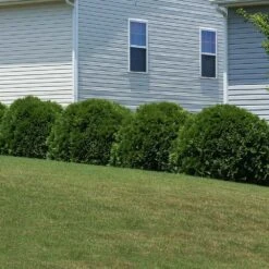 Hetz Midget Arborvitae Shrub -GreenNest Shop Hetz Midget Thuja 6