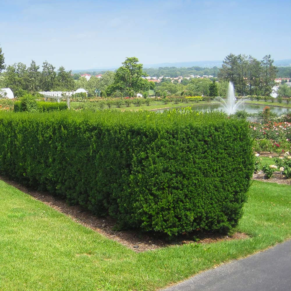 Hicks Yew Tree 6 Hicks Yew Tree - Image 4