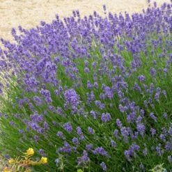 Hidcote Purple Lavender Shrub -GreenNest Shop Hidcote Lavender 2 BB