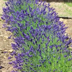 Hidcote Purple Lavender Shrub -GreenNest Shop Hidcote Lavender 3 BB