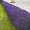 Hidcote Purple Lavender Shrub -GreenNest Shop Hidcote Lavender BB 600x600 8391e4c5 0423 47a5 9d28 38e2470ee8fe