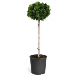 Dwarf Hinoki Cypress Tree -GreenNest Shop Hinoki Cypress Standard 1
