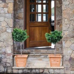 Dwarf Hinoki Cypress Tree -GreenNest Shop Hinoki Cypress Standard 2