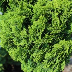 Dwarf Hinoki Cypress Tree -GreenNest Shop Hinoki Cypress Standard 3