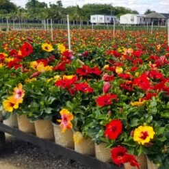 Bloom Bash® Hollywood® Hibiscus 9 Bloom Bash® Hollywood® Hibiscus -GreenNest Shop Hollywood Hibiscu BLoom Bash 4