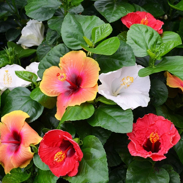 Bloom Bash® Hollywood® Hibiscus 3 Bloom Bash® Hollywood® Hibiscus