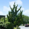 Hollywood Juniper Tree -GreenNest Shop Hollywood Juniper BB 600x600 55e74db2 74fc 4770 b488 bdf45fc8a06b