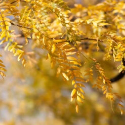 Shademaster Honeylocust Tree -GreenNest Shop Honey Locust Shademaster 1 BB