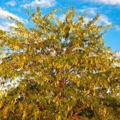 Shademaster Honeylocust Tree -GreenNest Shop Honey Locust Shademaster 6