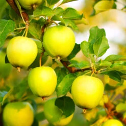 Honeygold Apple Tree 9 Honeygold Apple Tree -GreenNest Shop Honeygold Apple 7