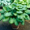 Guacamole Hosta 1 Guacamole Hosta -GreenNest Shop Hosta Guacamole BB 600x600 c942f86c d146 4ac4 ac78 35ed37ea6e2f