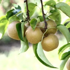 Hosui Asian Pear Tree -GreenNest Shop Hosui Pear 4 BB