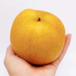 Hosui Asian Pear Tree -GreenNest Shop Hosui Pear 5