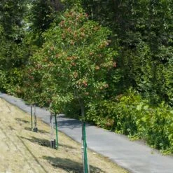 Hot Wings® Maple Tree -GreenNest Shop Hot Wings Tartarian Maple 1