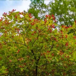 Hot Wings® Maple Tree -GreenNest Shop Hot Wings Tartarian Maple 3