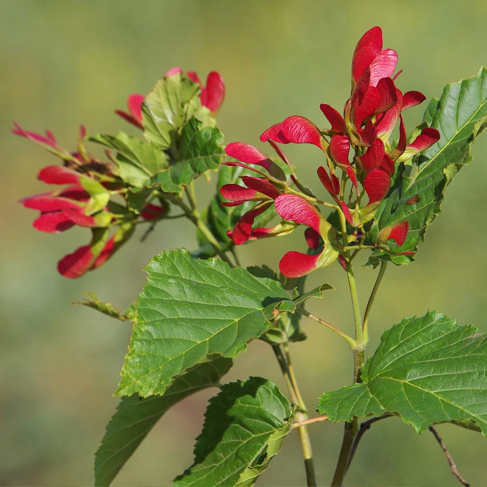 Front Page -GreenNest Shop Hot Wings Tartarian Maple 4 BB